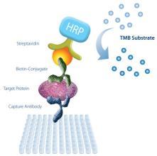 揭秘人肽-主要组织相容性复合体复合物（pMHC）ELISA试剂盒在组织研究中的应用